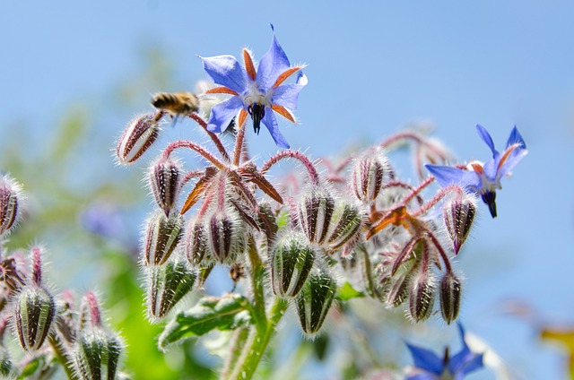 borage flower demonstrating the benefits of companion planting
