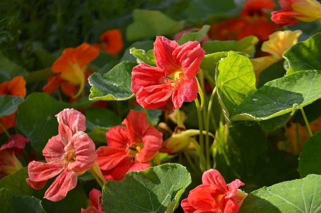 Nasturtium showcasing the benefits of companion planting by attracting aphids
