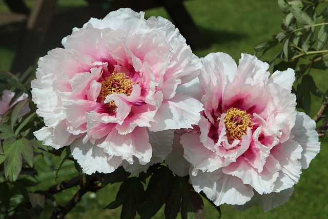peony flower are a top 10 perennial for your garden