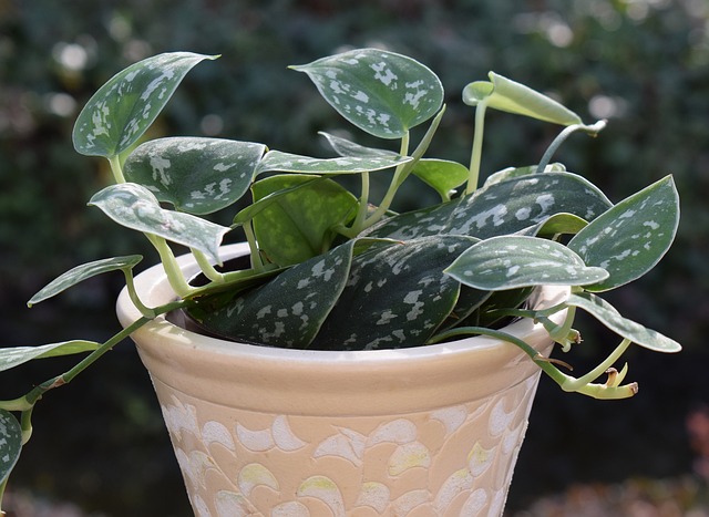 a potted philodendron plant