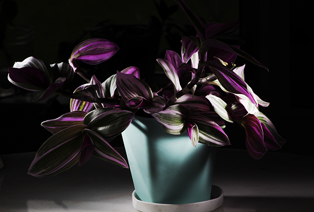 potted tradescantia plant