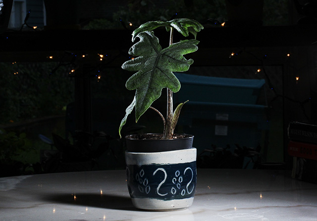 jaclyn plant in a ceramic container