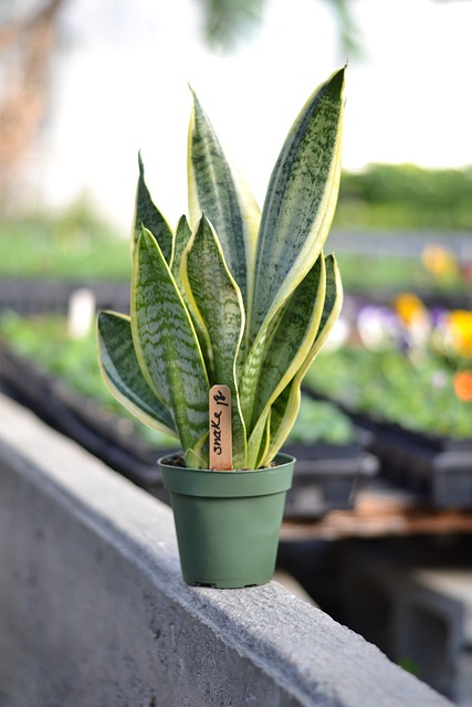 snake plant a top 10 low maintenance plant every gardener needs