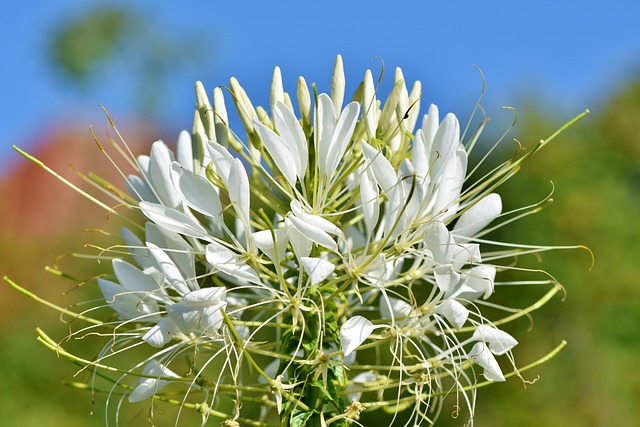 spider plant a top 10 low maintenance plant every gardener needs