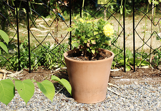 flowers in a terracotta pot