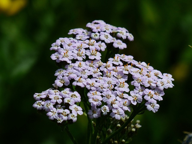Yarrow plant