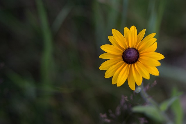 the black-eyed susan is one of the best outdoor low maintenance plants