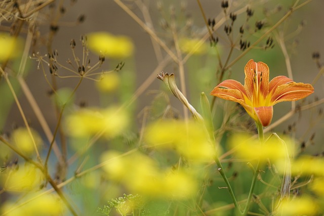 daylily one of the best outdoor low-maintenance plants