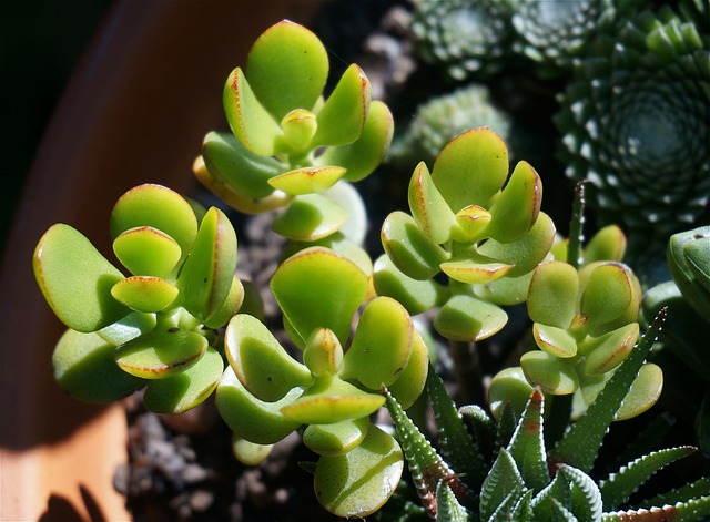 jade plant an indoor low maintenance plant