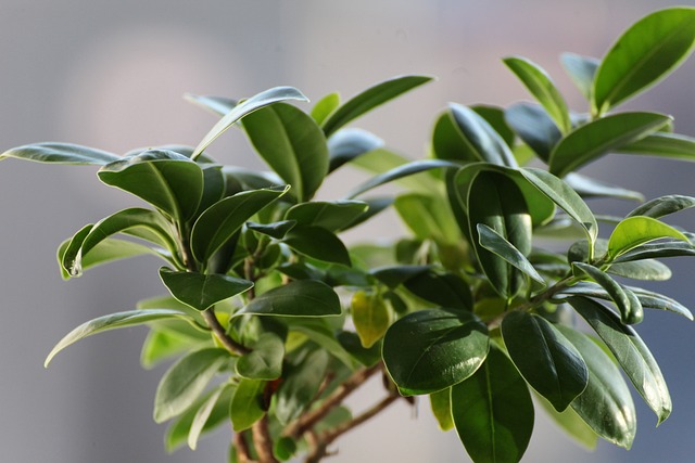 rubber plant a great indoor low maintenance plant