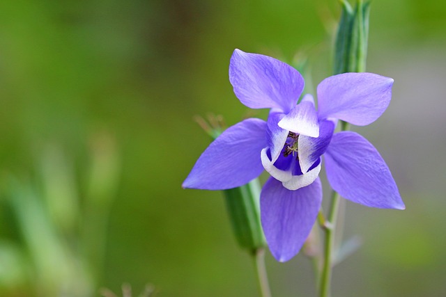columbine flower one of the best plants for the Pacific Northwest