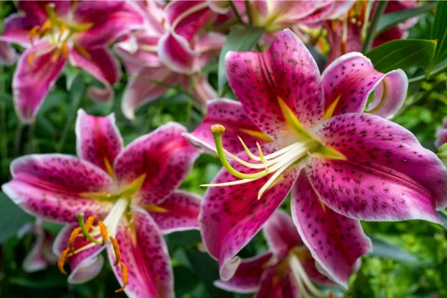 daylilies