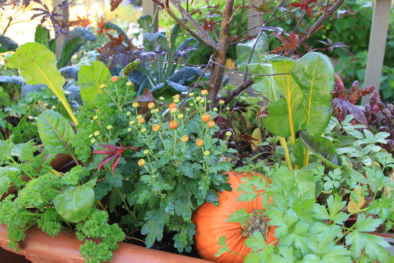 great example of the use of fall container gardening tips