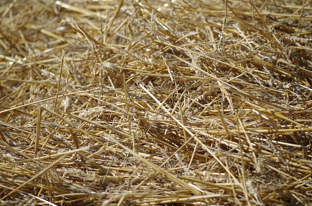 mulching with straw or hay