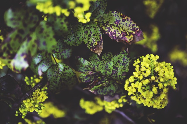oregon grape is one of the best plants for the pacific northwest