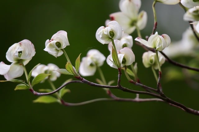 pacific dogwood one of the best plants for the pacific northwest