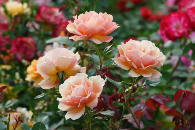 roses