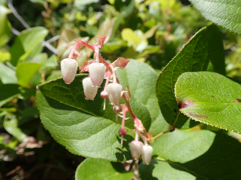 native salal plant is one of the best plants for the pacific northwest