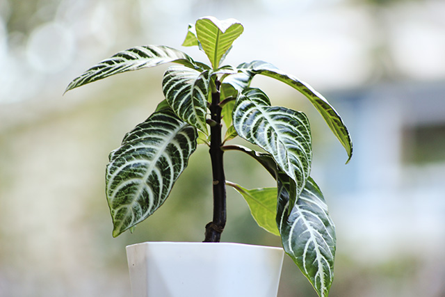 zebra plant