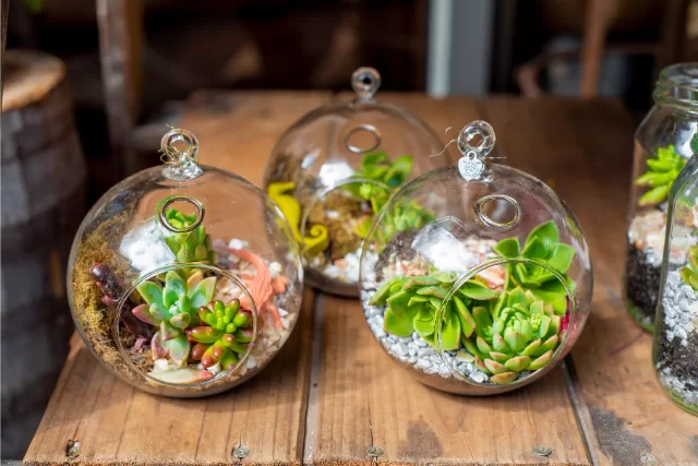 indoor garden Terrariums