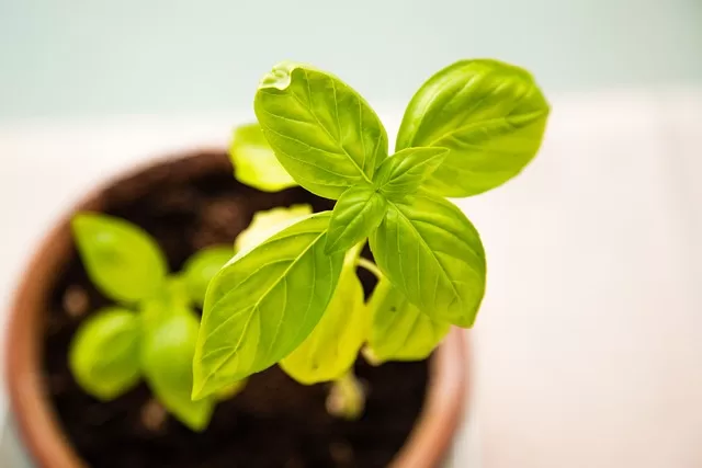 potted basil herb