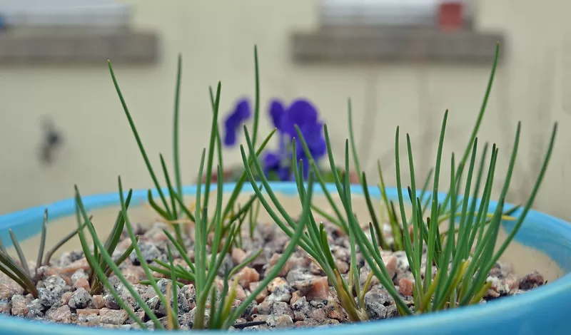 chives are another great herb to grow in small spaces