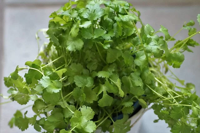 Cilantro is a great herb to grow for small spaces