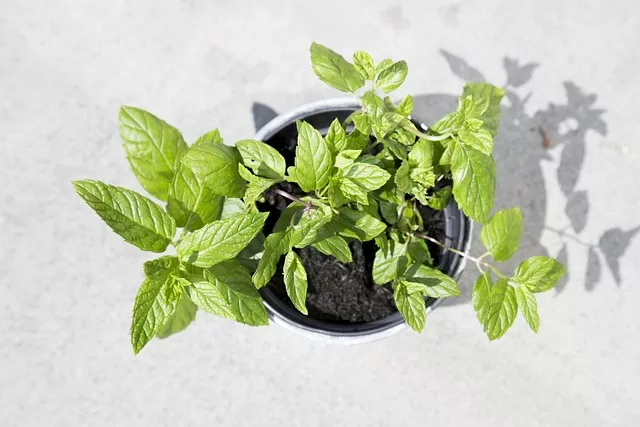 potted mint