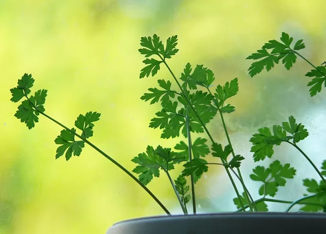 an easy herb to grow is parsley