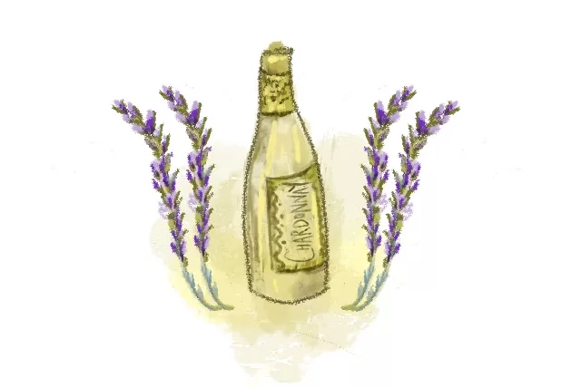 drawing of chardonnay and lavender