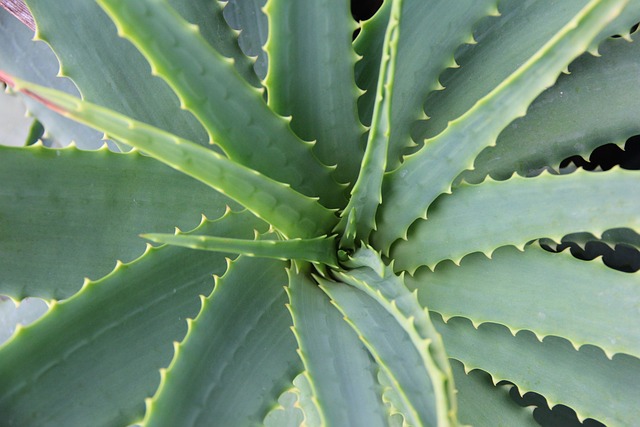 low maintenance aloe vera plant