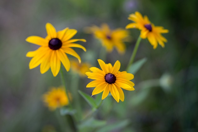 black eyed susan flowers
