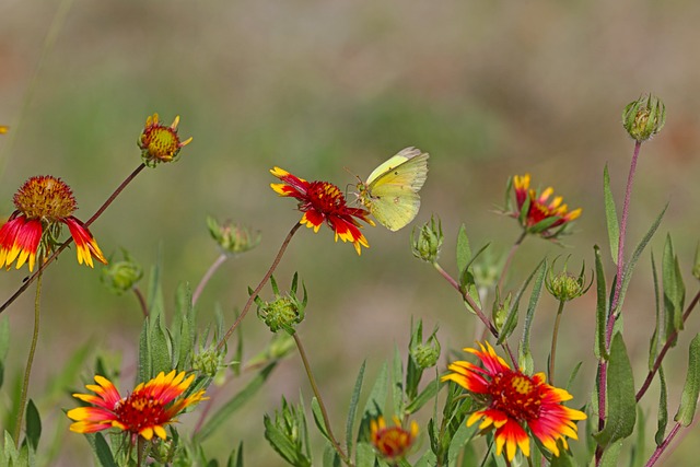 butterfly pollinating