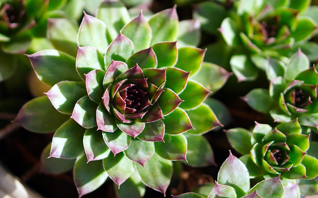 low maintenance prickly cacti plant