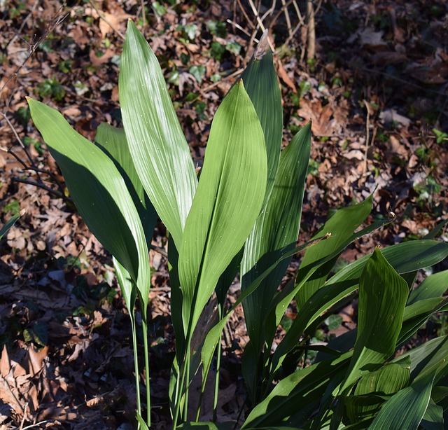 low maintenance cast iron plant
