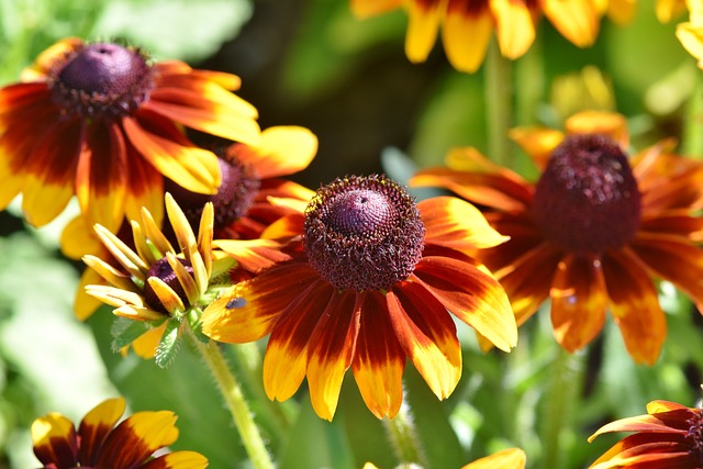 coneflowers are Low-Maintenance Perennials for Zone 8 Gardens