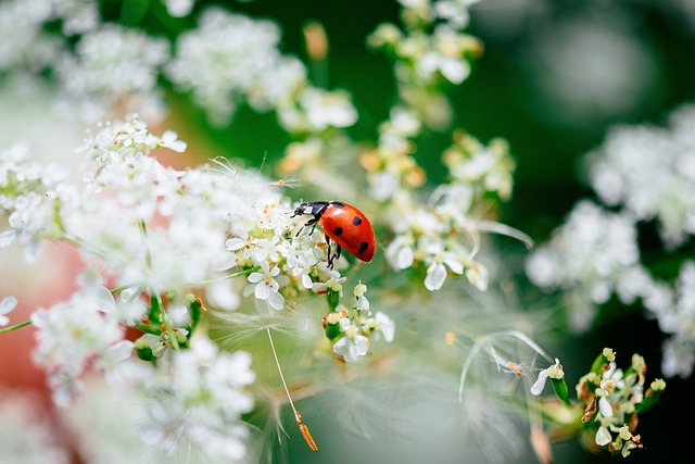 lady bug on flower