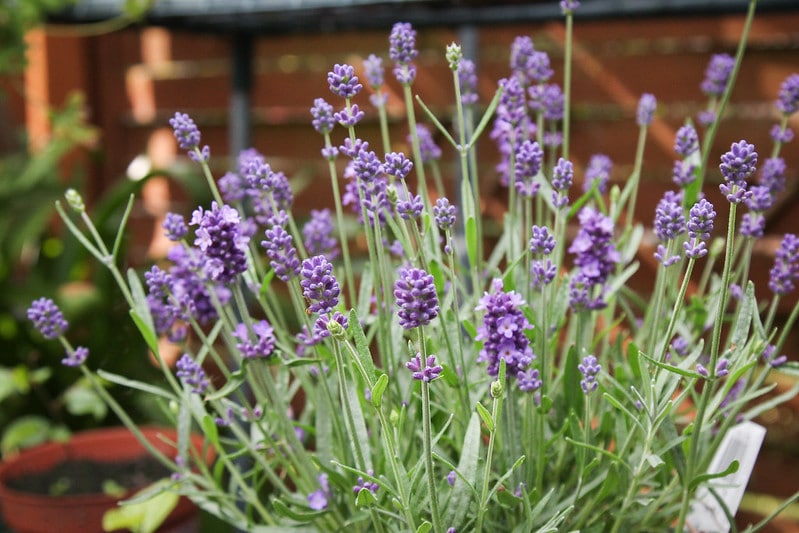 lavender
