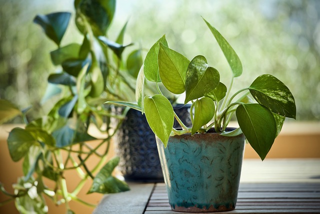 low maintenance pothos plant