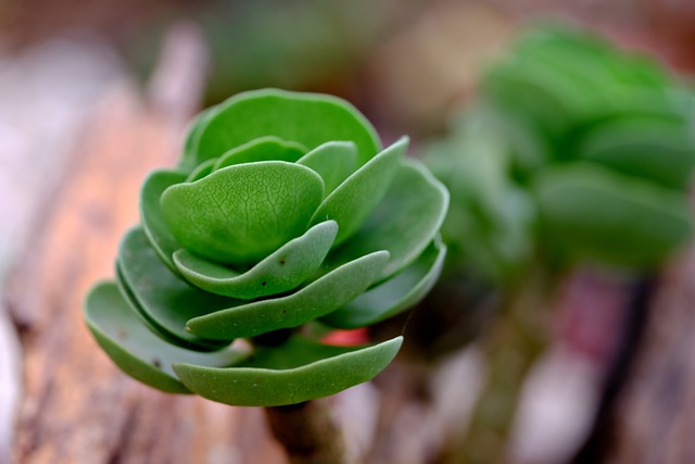 succulent low maintenance plant