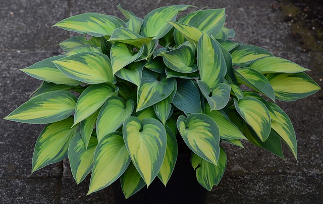 hosta