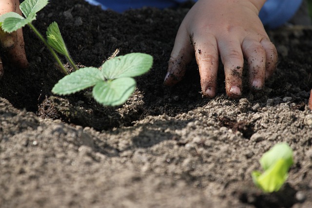 planting