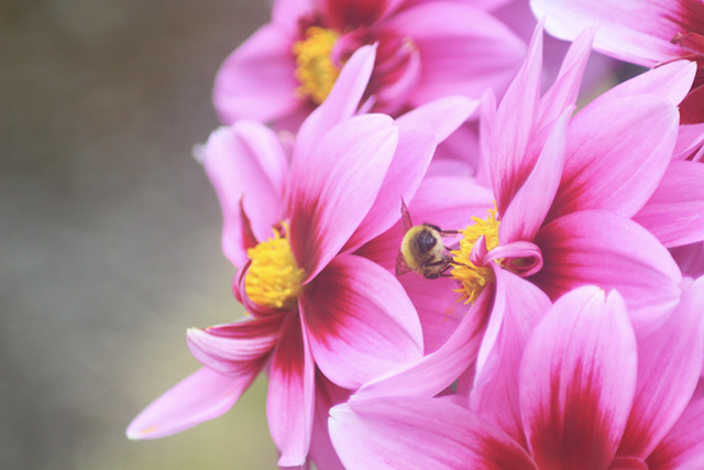 bee pollinating a plant