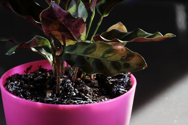 potted rattlesnake plant