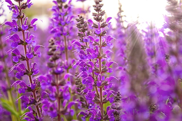 salvia flowers
