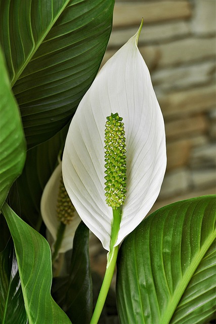 low maintenance peace lily