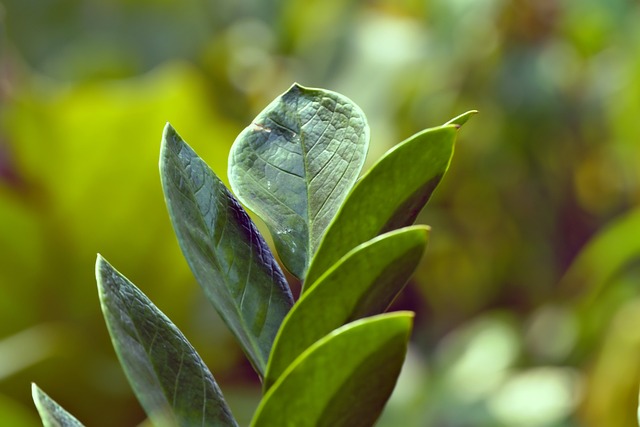 low maintenance zz plant
