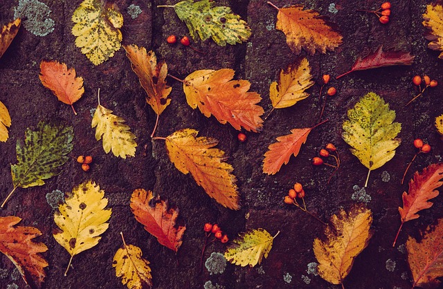 fall leaves