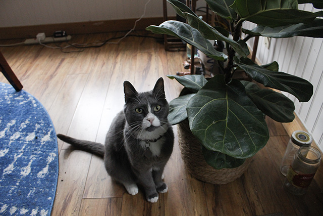 12 Plants That Are Dangerous for Cats: What You Need to Know