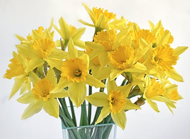 daffodils